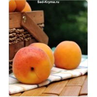Секреты успешного выращивания абрикосов в домашних условиях: опыт садоводов
