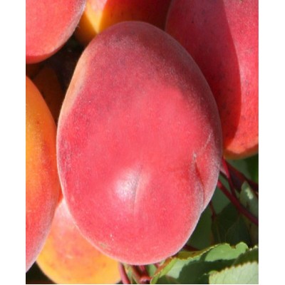 Саженцы абрикоса Ровада > описание и фото саженца