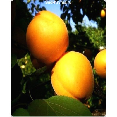Саженцы абрикоса Сан Дроп > цена и фото саженца