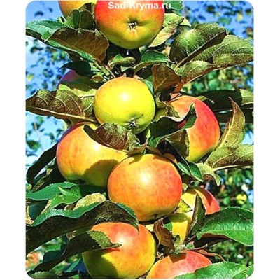 Саженцы яблони колоновидной Останкино > описание и фото саженца