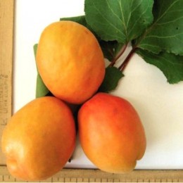 Саженцы абрикоса Крокус