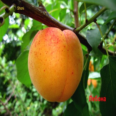 Саженцы абрикоса Лебона > описание и фото саженца