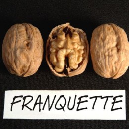 Саженцы грецкого ореха Franquette