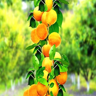 Саженцы абрикоса колоновидного Марсель > фото и цена саженца