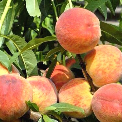 Саженцы персика Франт > цена и описание саженца