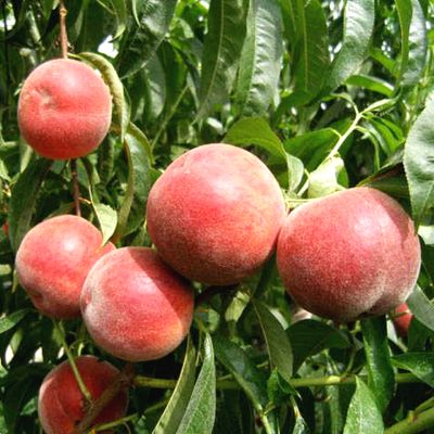Саженцы персика Фрост > описание и цена саженца