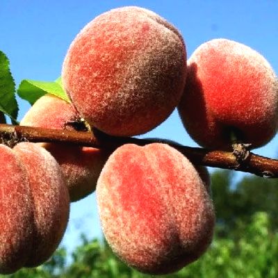 Саженцы персика Пушистый ранний > фото и цена саженца