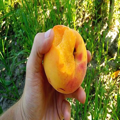 Саженцы персика Вайнт Голд > фото и описание саженца