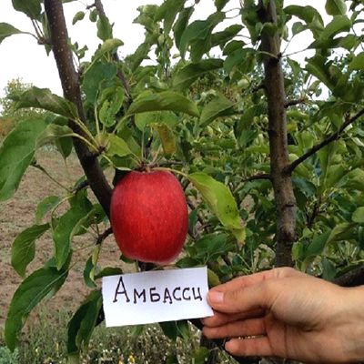 Саженцы яблони Амбасси > описание и цена саженца