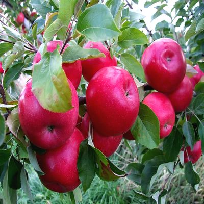 Саженцы яблони Айдаред > описание и цена саженца