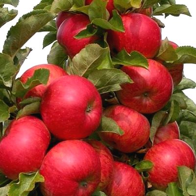 Саженцы яблони колоновидной Джина > фото и описание саженца