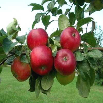 Саженцы яблони Кариот 7 > фото и описание саженца
