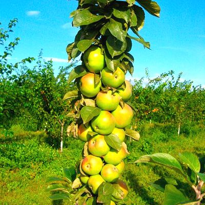 Саженцы яблони колоновидной Медок > цена и описание саженца