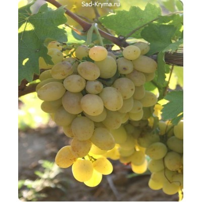 Саженцы винограда Аксинья > цена и описание саженца
