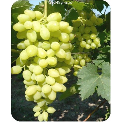 Саженцы винограда Долгожданный > описание и цена саженца
