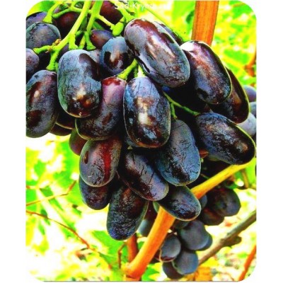 Саженцы винограда Джованни > цена и описание саженца