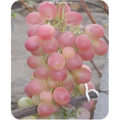 Саженцы винограда Фламинго > описание и фото саженца