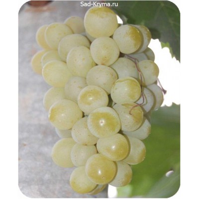Саженцы винограда Галбена Ноу > фото и цена саженца