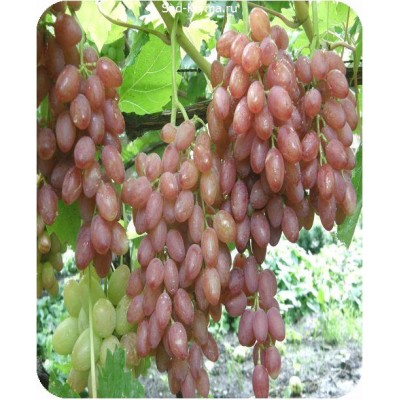 Саженцы винограда Лучистый > цена и описание саженца