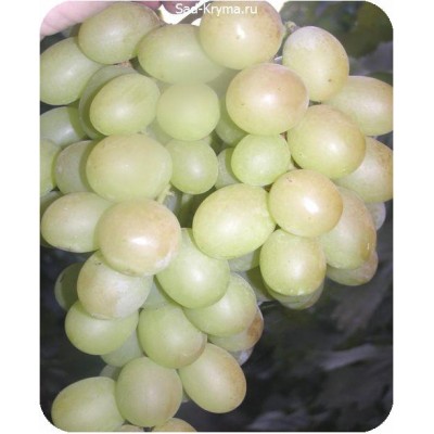Саженцы винограда Рафинад > фото и описание саженца