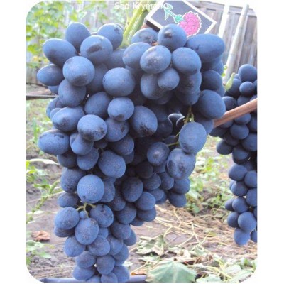 Саженцы винограда Сфинкс > описание и цена саженца