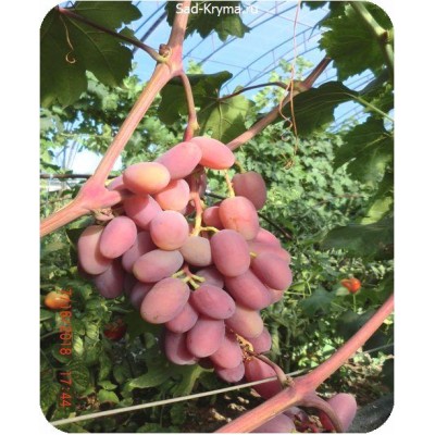 Саженцы винограда Шахеризада > цена и фото саженца