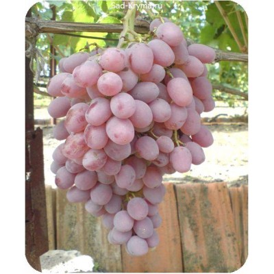 Саженцы винограда Тайфи розовый > фото и цена саженца