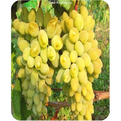 Саженцы винограда Тимур > описание и цена саженца