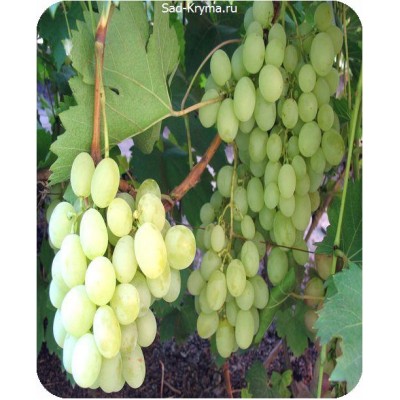 Саженцы винограда Ванюша > цена и описание саженца