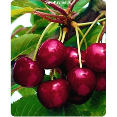 Саженцы вишни Чудо-Вишня > цена и описание саженца