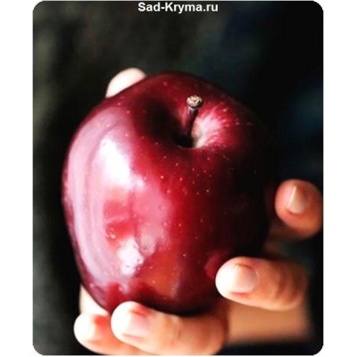 Саженцы яблони Сад любви > описание и цена саженца