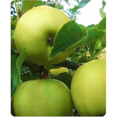 Саженцы яблони Сапфир > фото и описание саженца